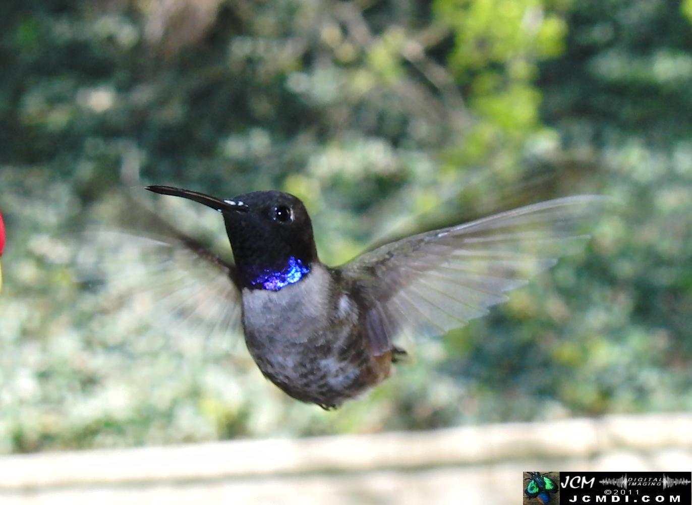 Hummingbird photo captured from Robo-Cam Motion Detection at JCMDI.COM